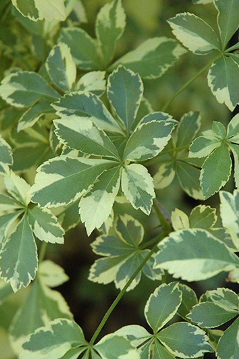 Aralia, Variegated Fiveleaf