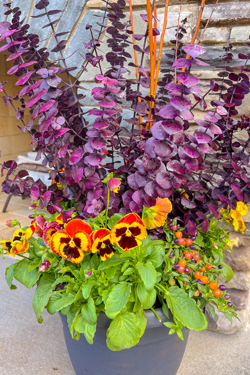 Chaletnurserys Signature | Fall | Modern