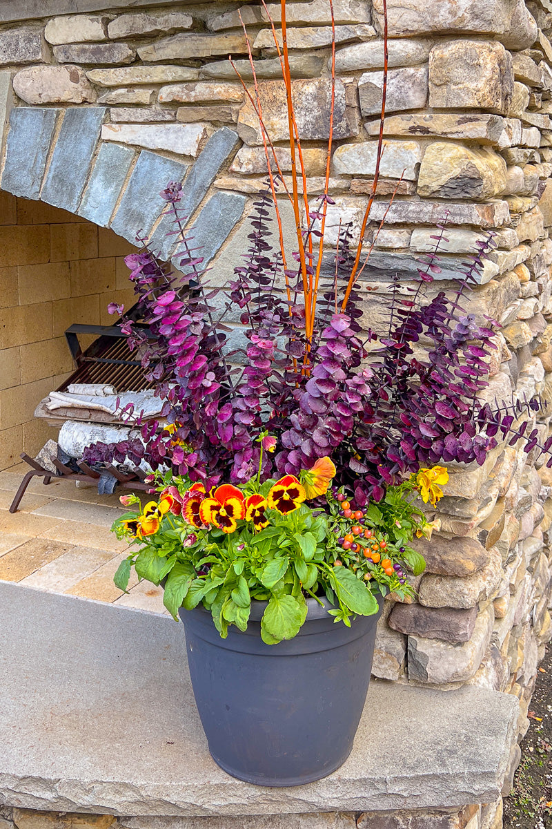 Chaletnurserys Signature | Fall | Modern