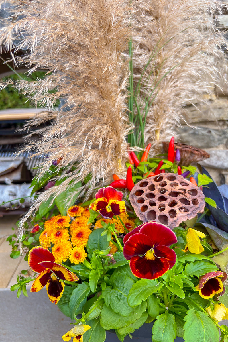 Chaletnurserys Signature | Fall | Classic + Fresh
