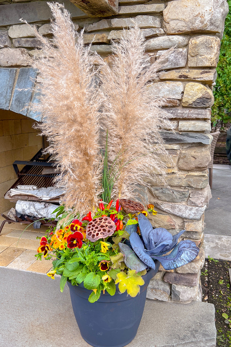 Chaletnurserys Signature | Fall | Classic + Fresh