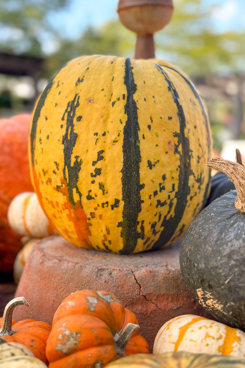 Fancy Pumpkin, Fireball