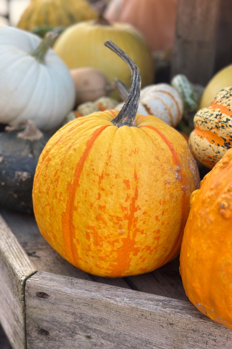 Fancy Pumpkin, Fireball