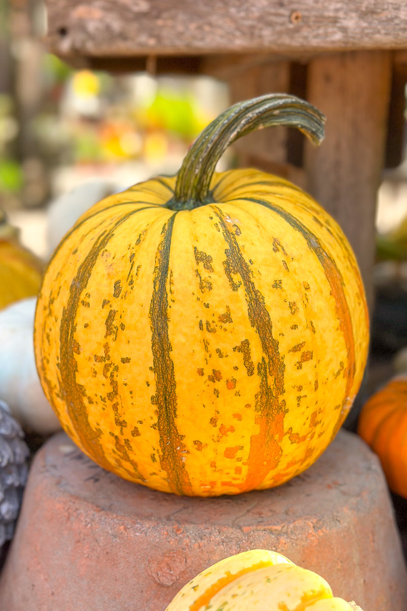 Fancy Pumpkin, Fireball