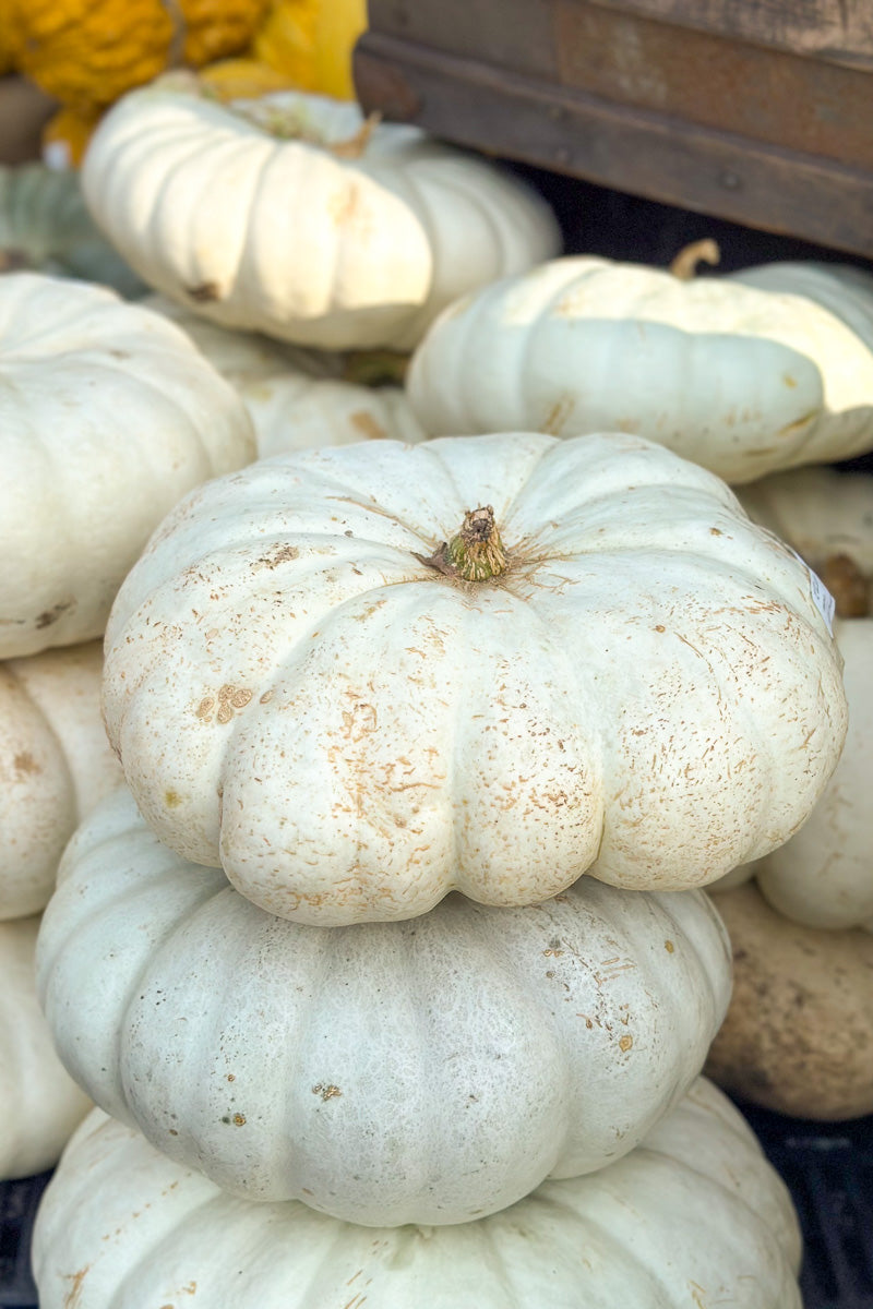 Fancy Pumpkin, Flat White