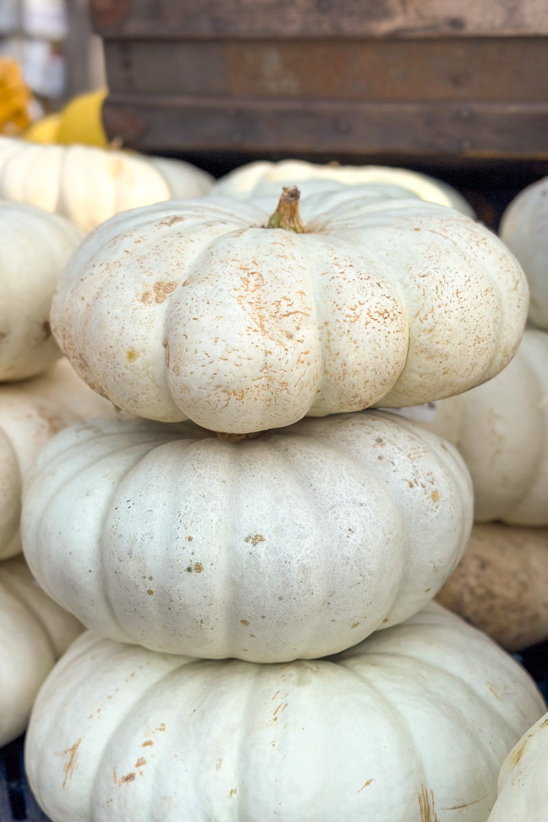 Fancy Pumpkin, Flat White