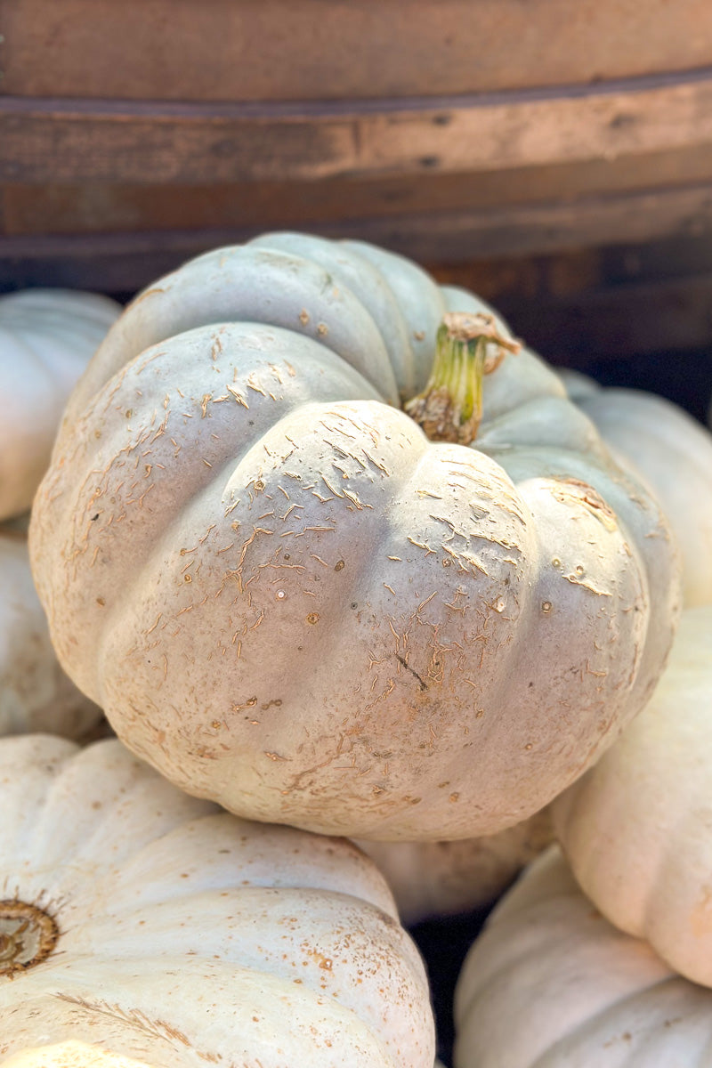 Fancy Pumpkin, Jerandale