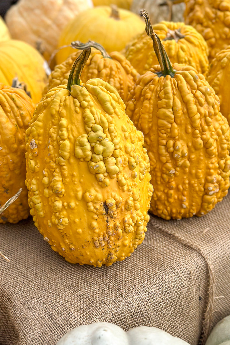 Fancy Pumpkin, Knucklehead