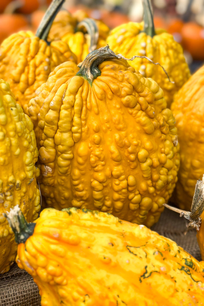 Fancy Pumpkin, Knucklehead