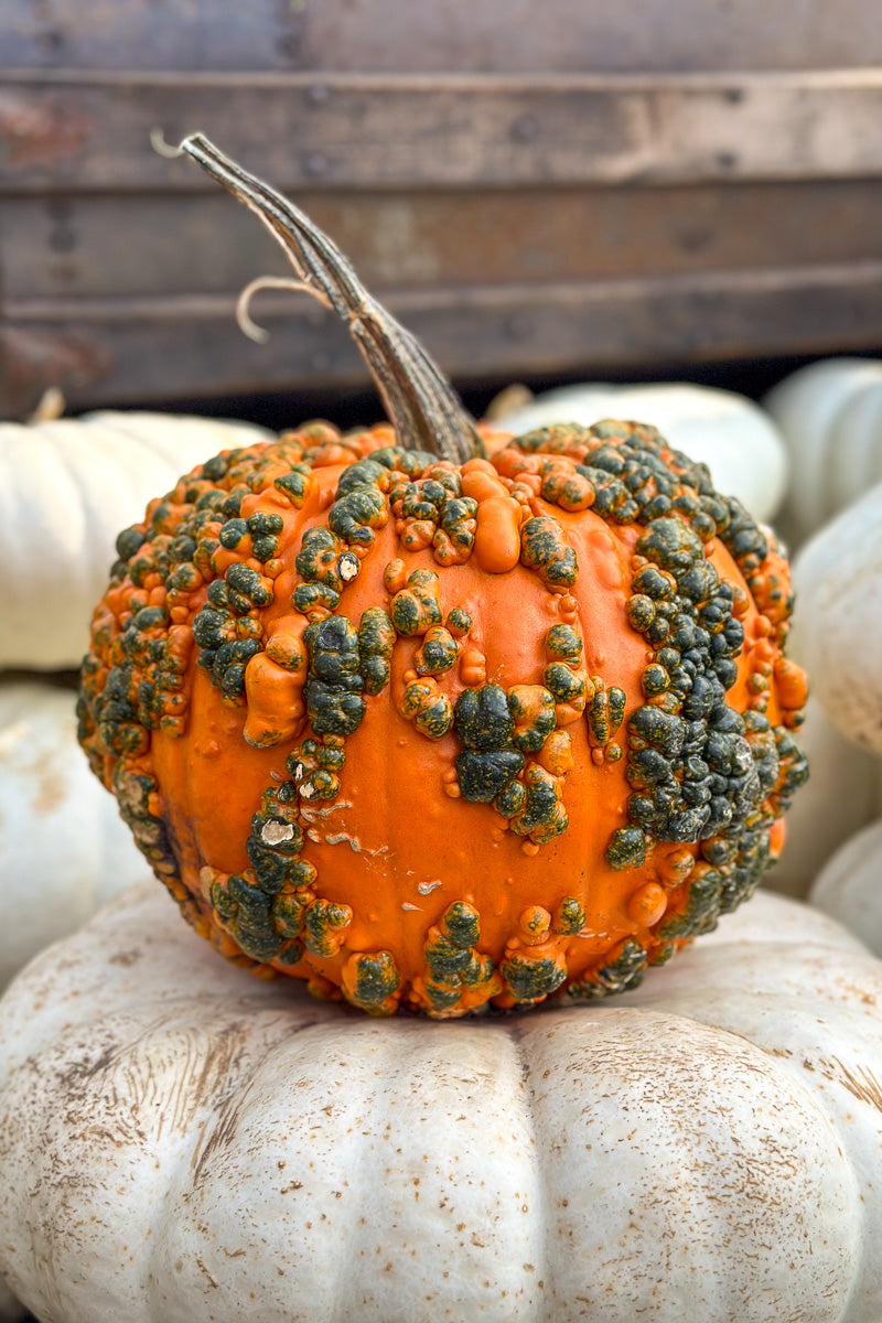 Pumpkin, Lunch Lady Large