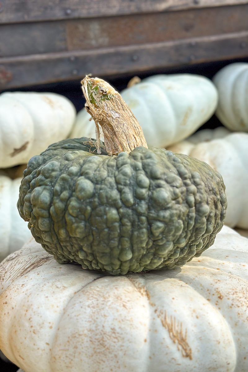 Fancy Pumpkin, Marina de Chioggia