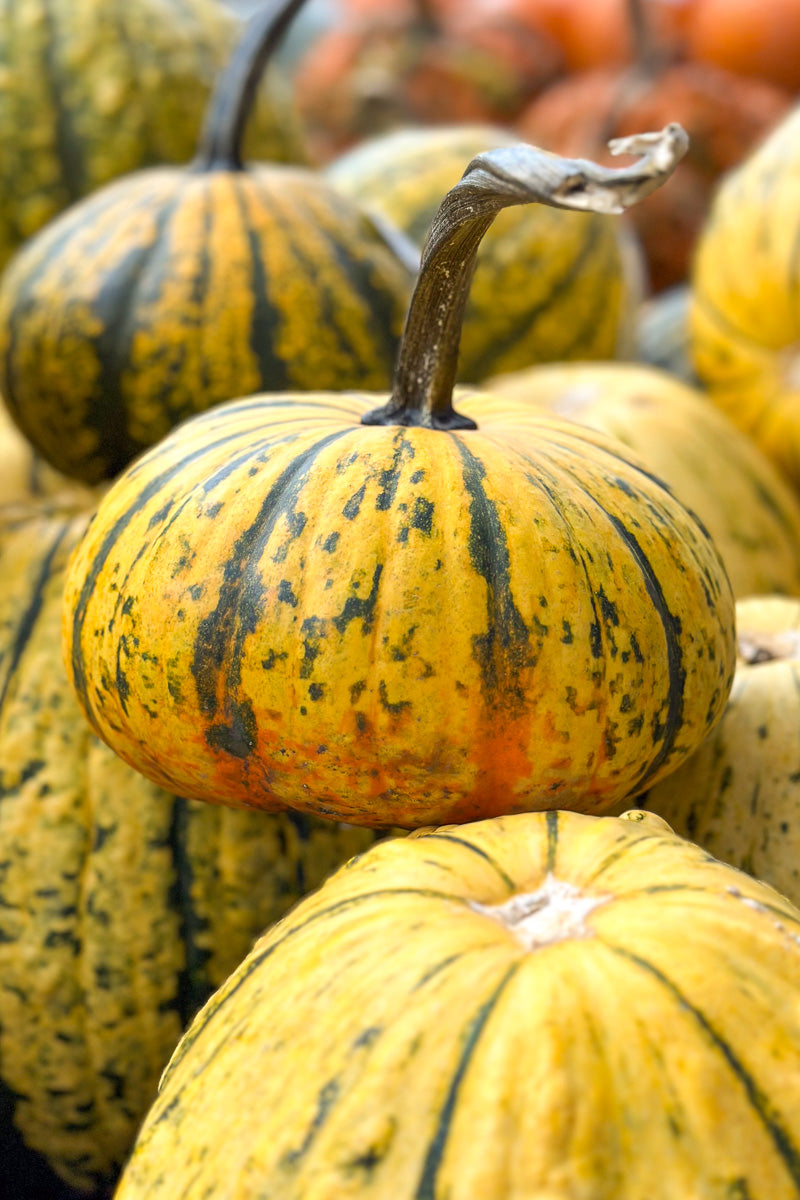 Fancy Pumpkin, Pepita