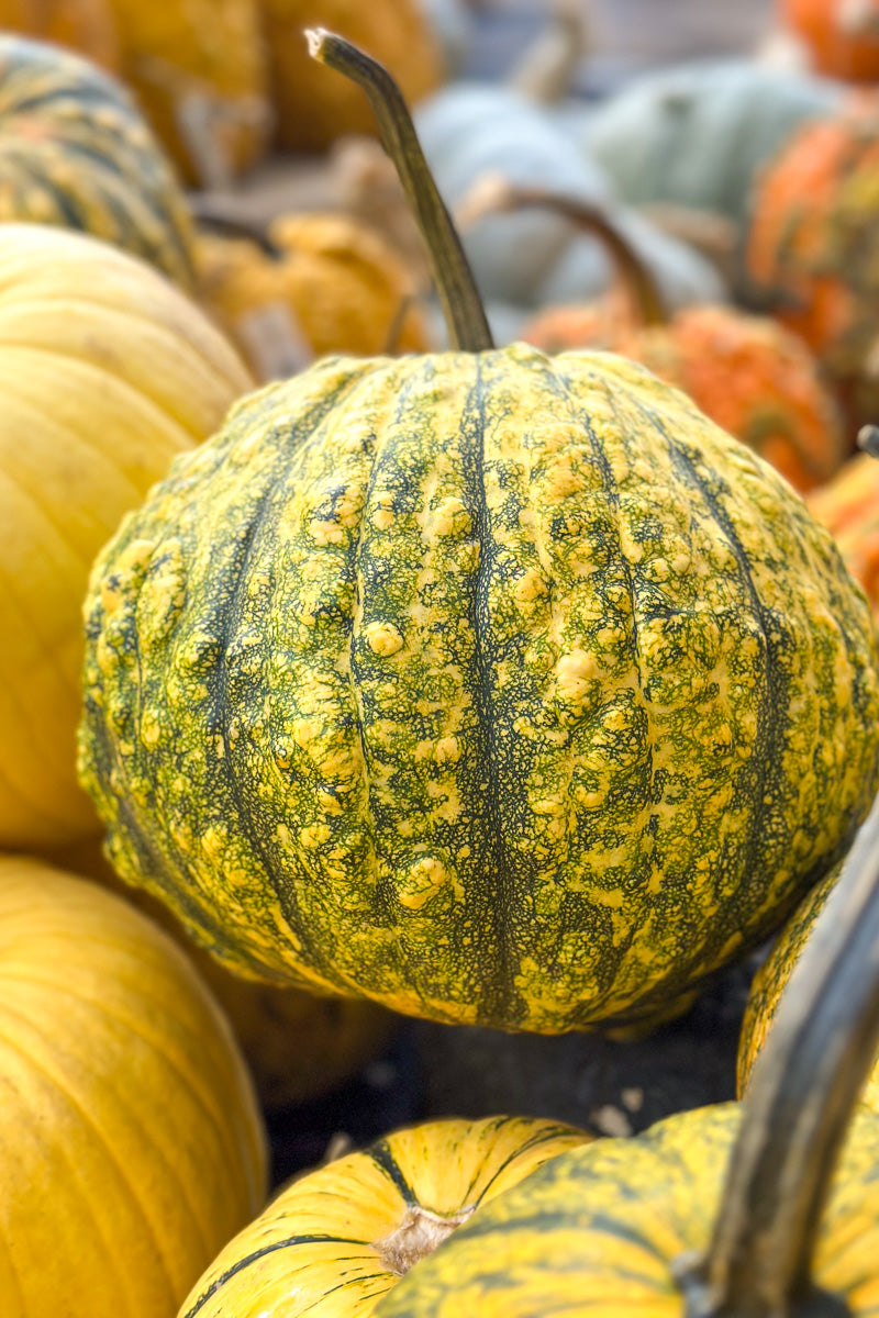 Fancy Pumpkin, Pepita