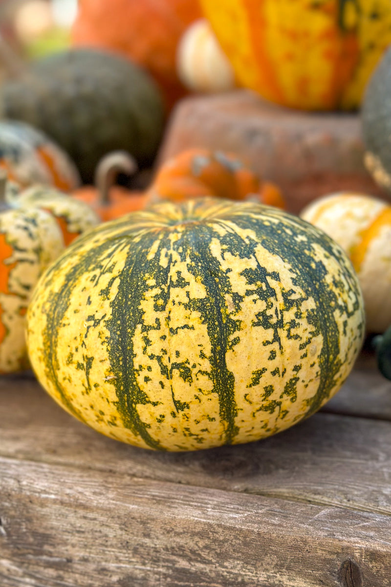 Fancy Pumpkin, Pepita