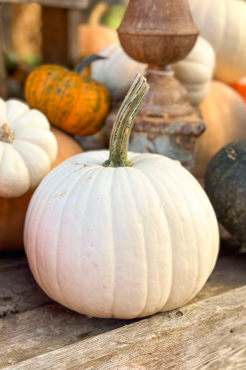 Fancy Pumpkin, Snowball