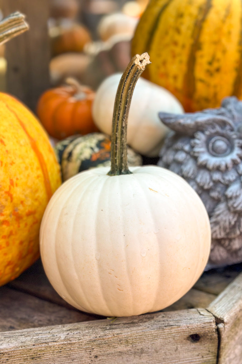 Fancy Pumpkin, Snowball