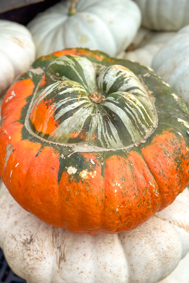 Fancy Pumpkin, Turks Turban