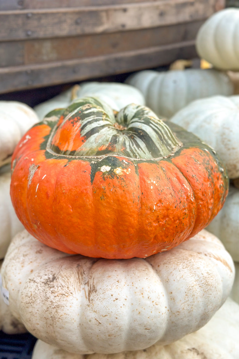 Fancy Pumpkin, Turks Turban