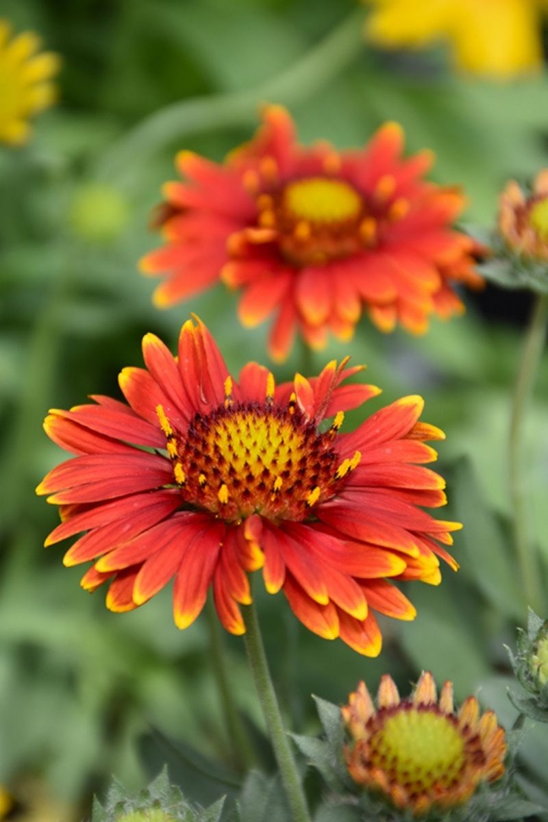 Blanket Flower, Arizona Red