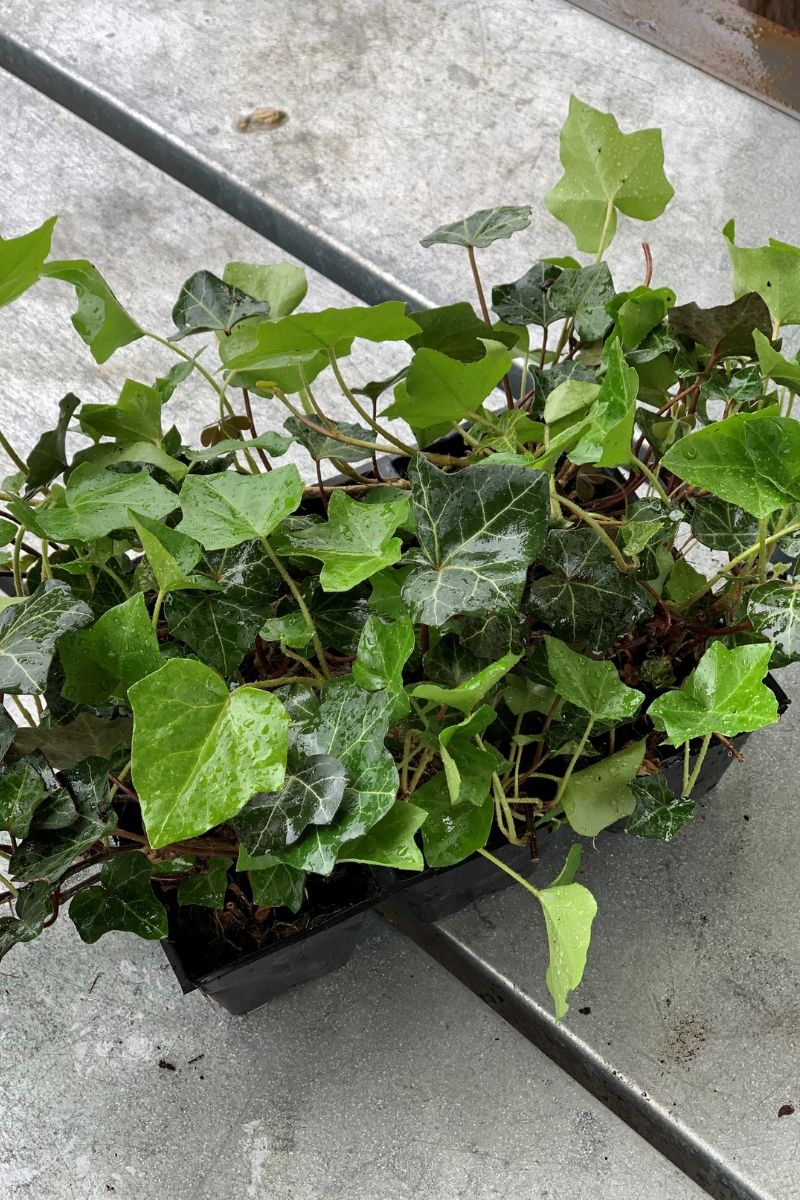 Ground Cover, Ivy Thorndle