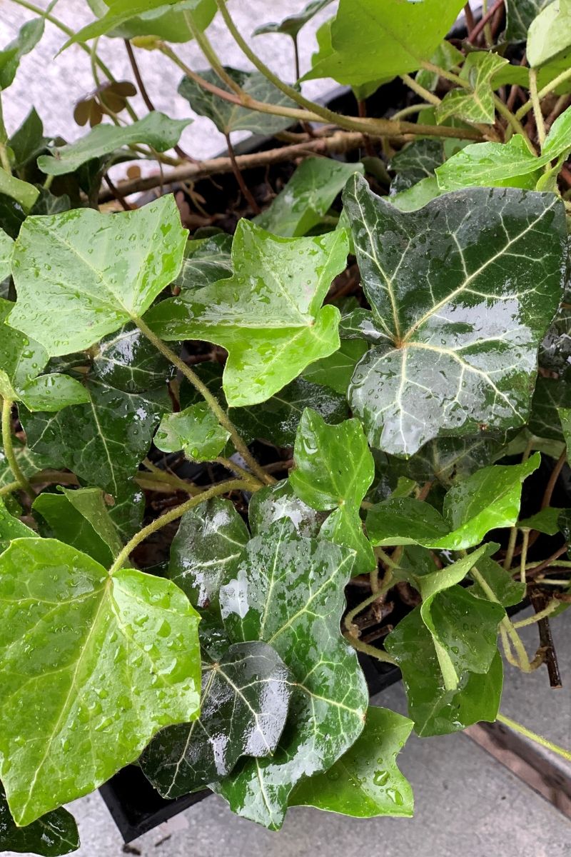 Ground Cover, Ivy Thorndle