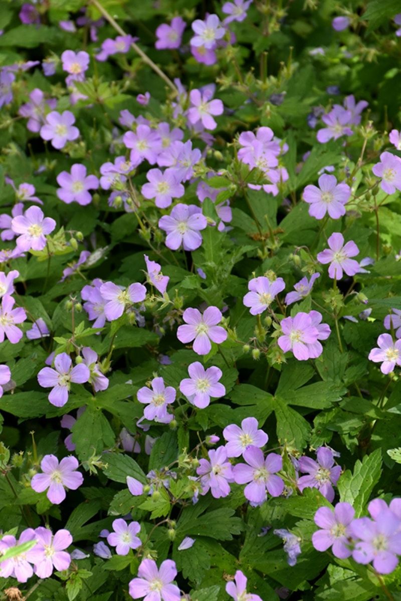 Geranium, Wild