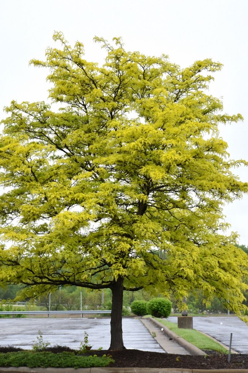 Honeylocust, Sunburst