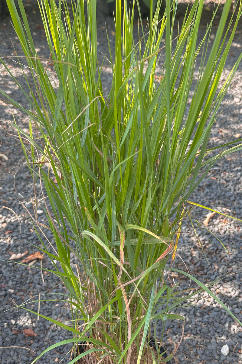 Grass, Bluejoint
