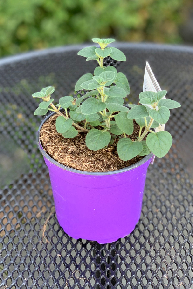 Organic Herb, Oregano Greek