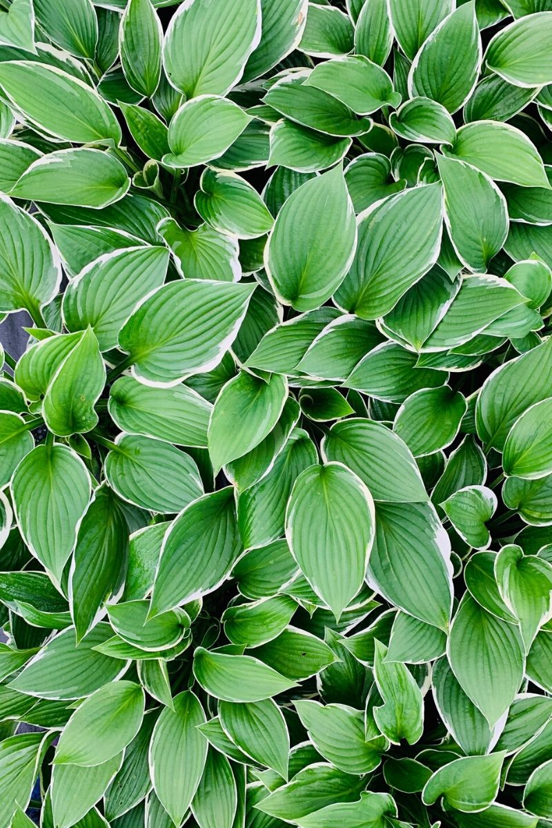 Hosta, Francee