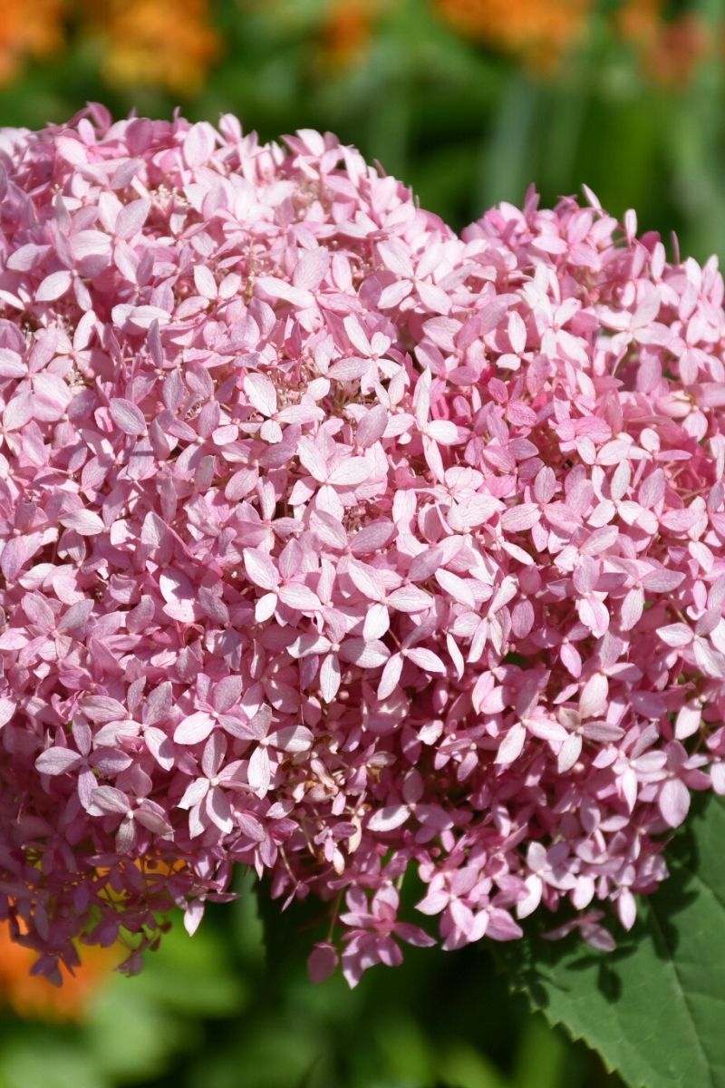 Hydrangea, Invincibelle Spirit
