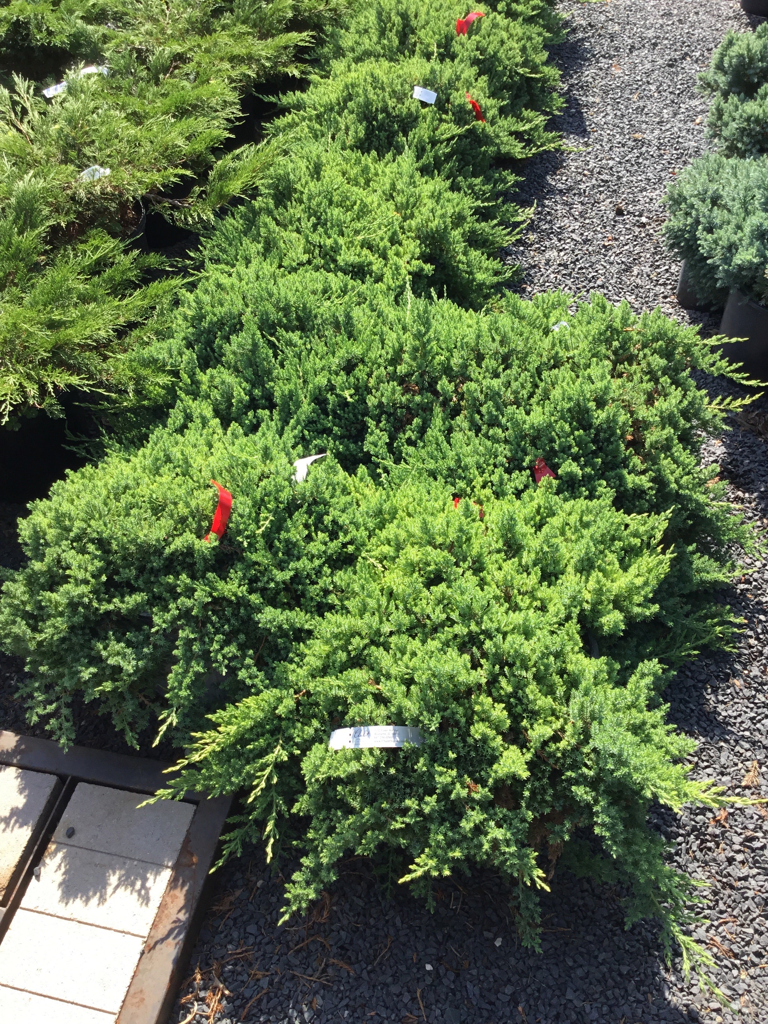 Juniper, Dwarf Japanese Garden