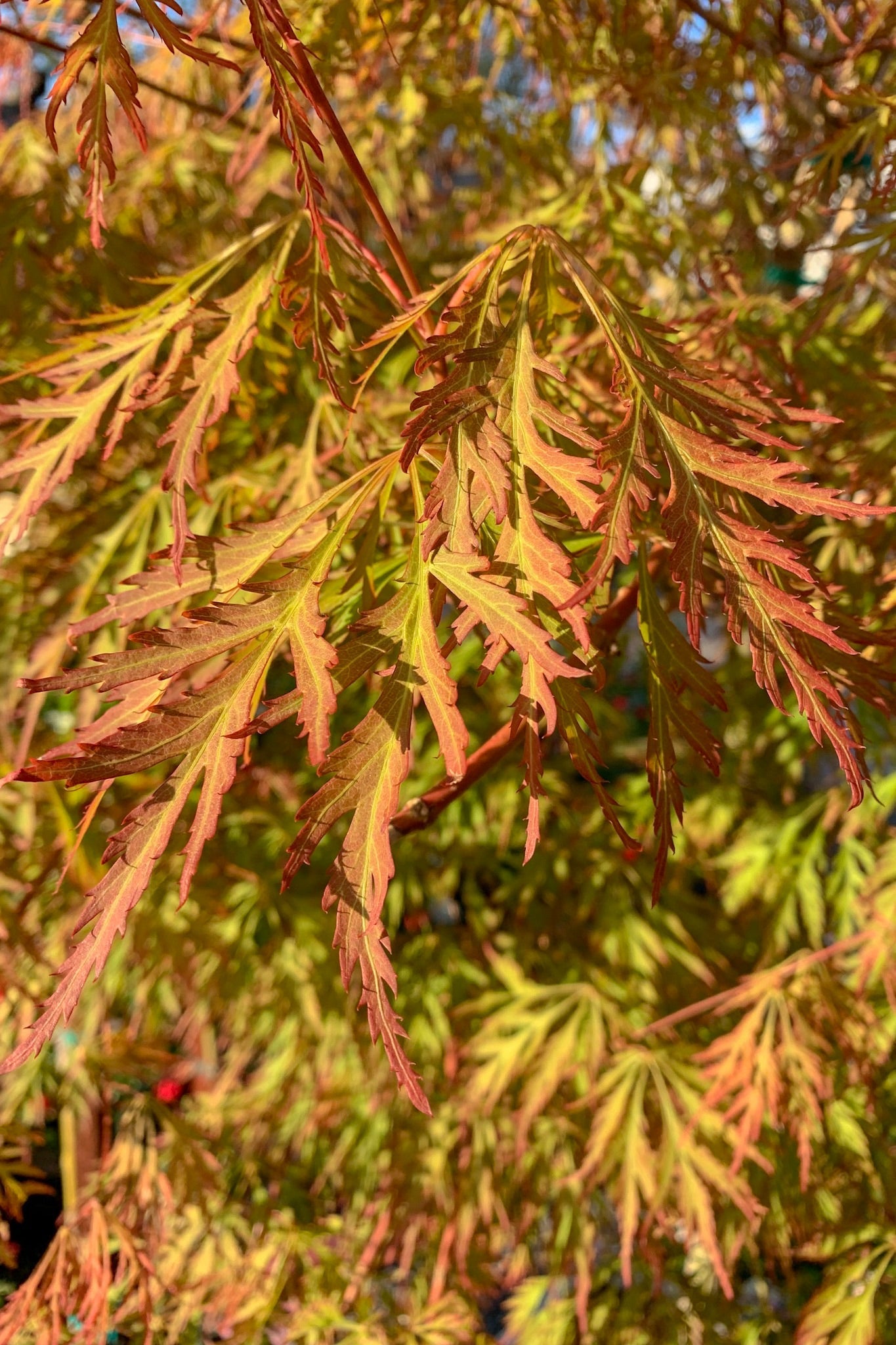 Maple, Japanese Ice Dragon