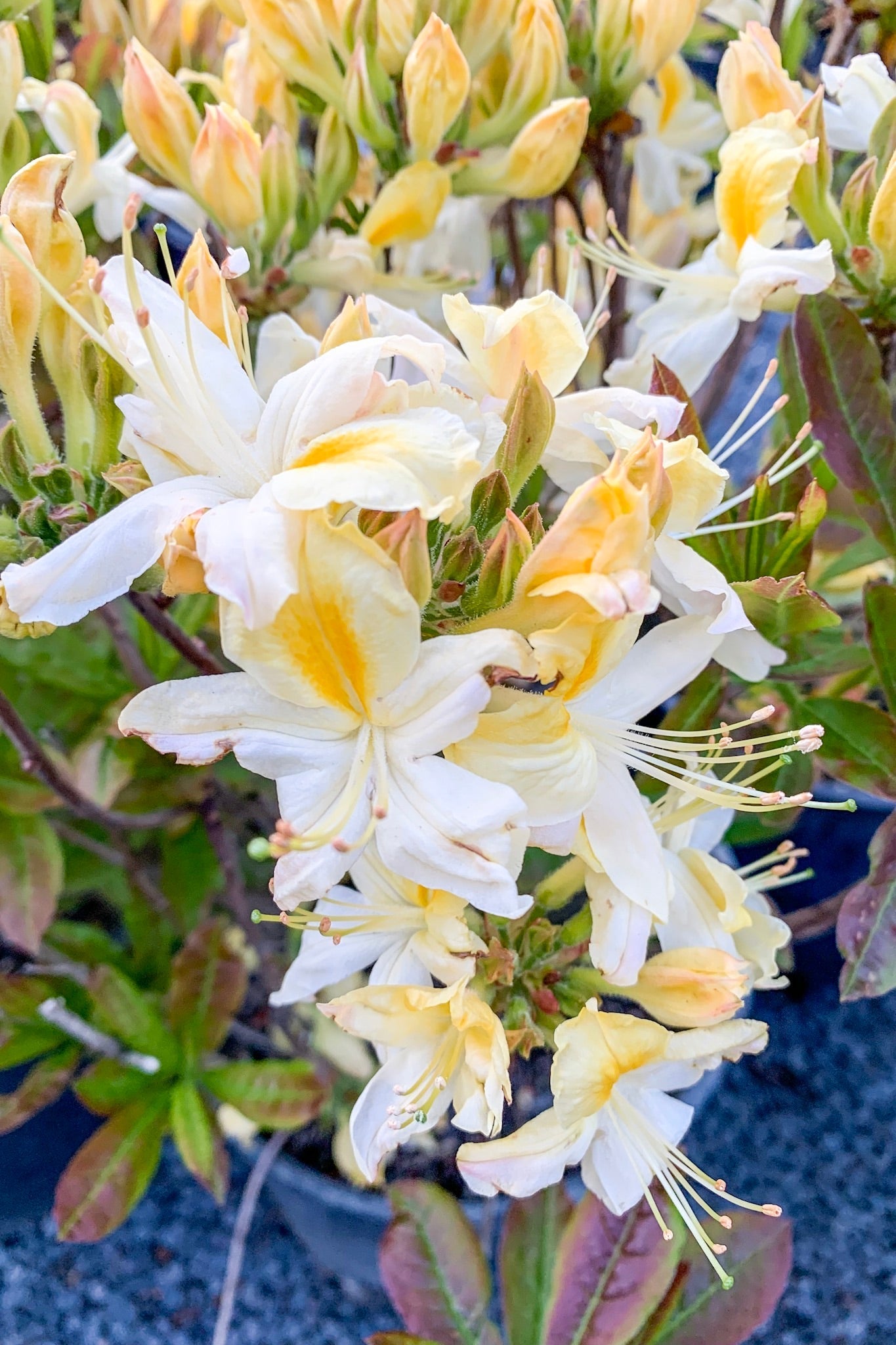 Azalea, Northern Hi-Lights