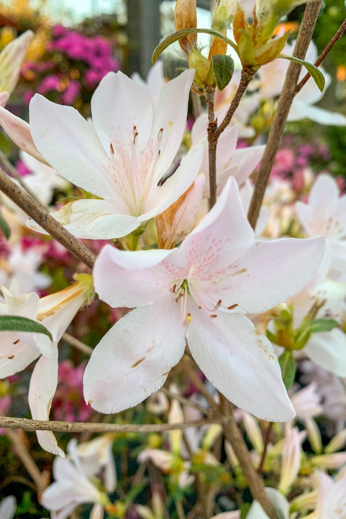 Azalea, Poukhanense Chaletnurserys Frost
