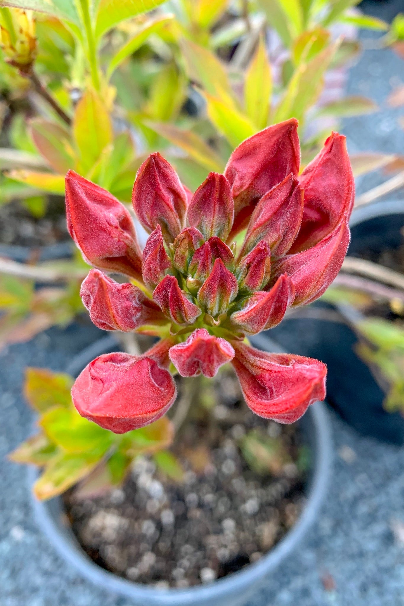 Azalea, Mt Saint Helens