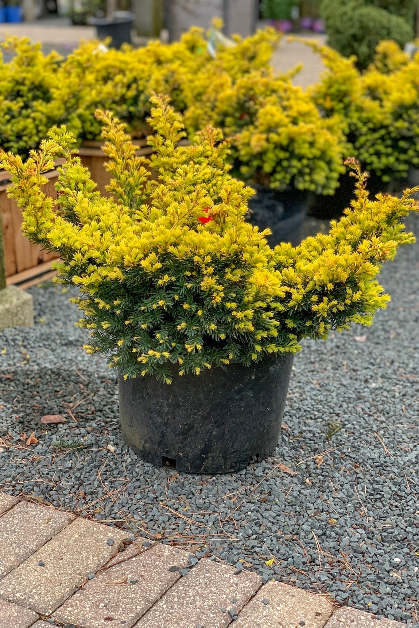 Yew, Dwarf Yellow