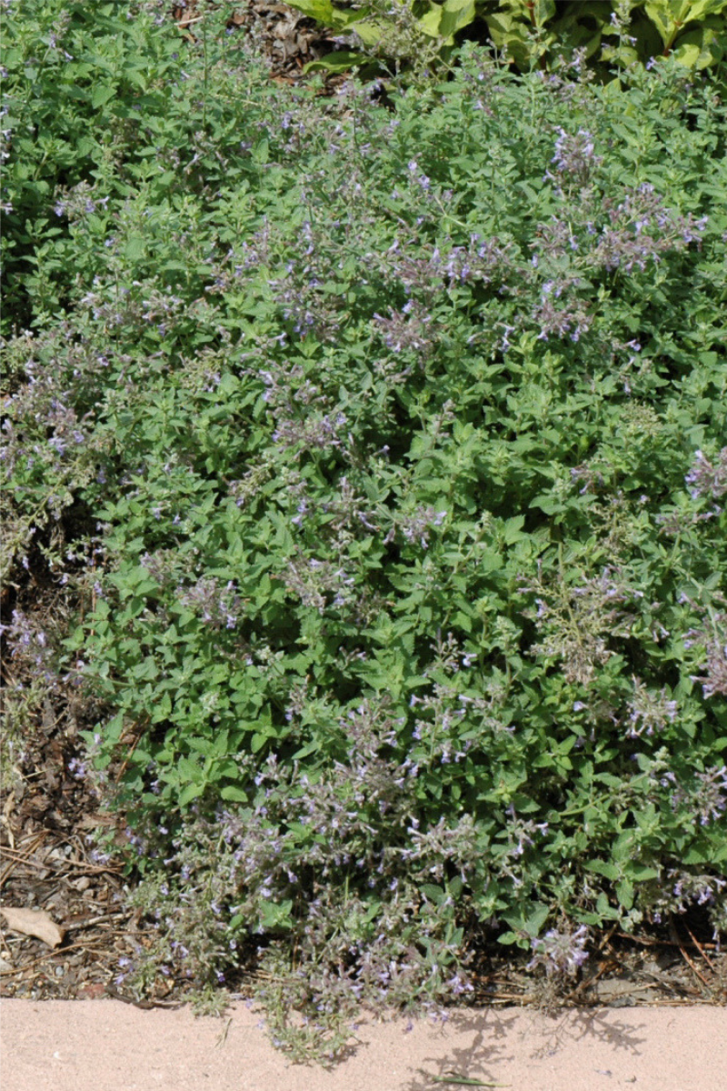 Catmint, Junior Walker