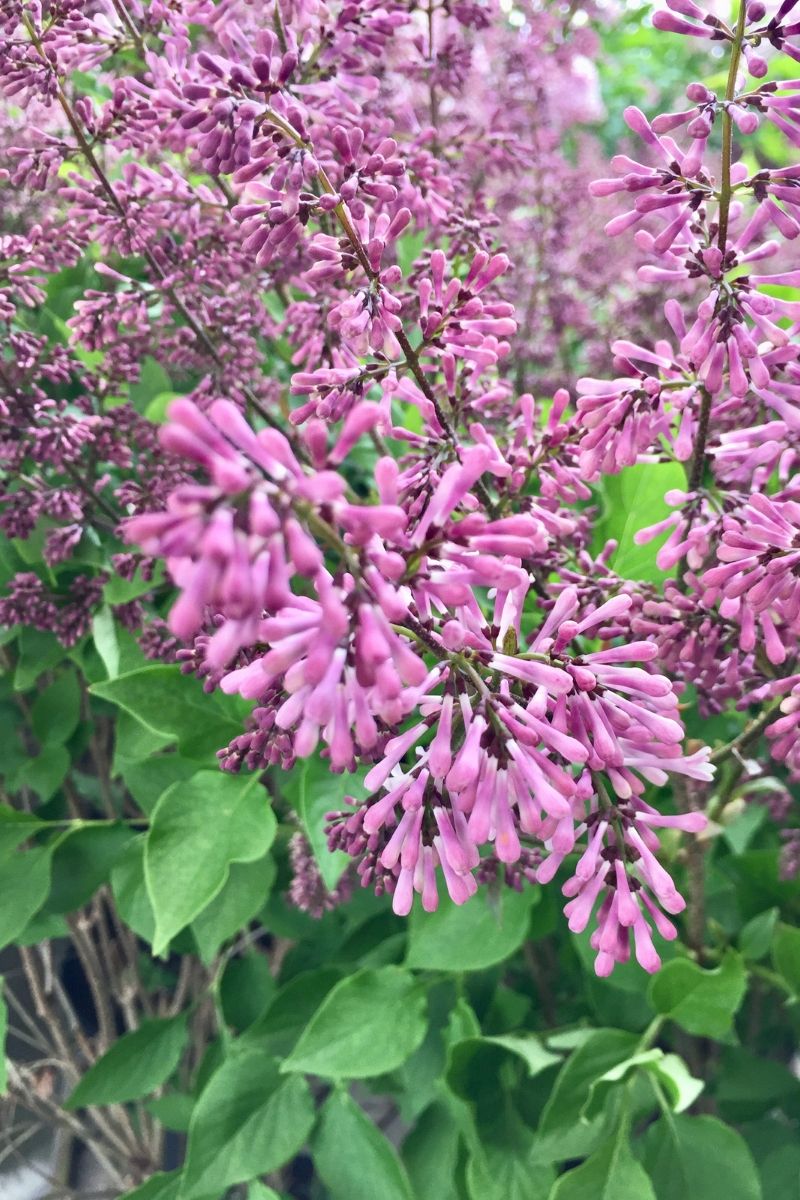 Lilac, Miss Kim