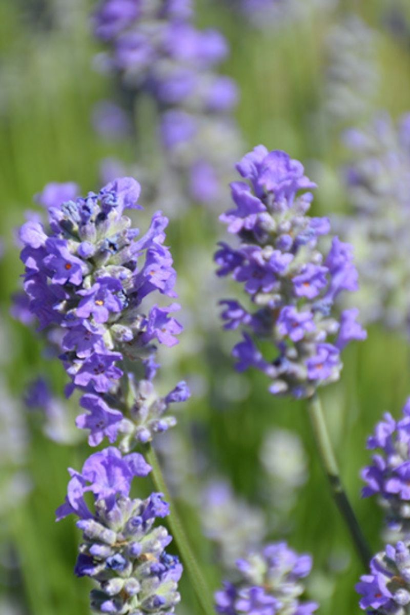 Lavender, Munstead