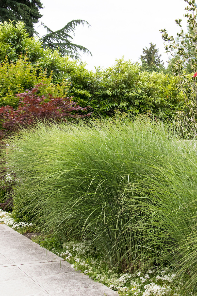 Grass, Maiden Gracillimus