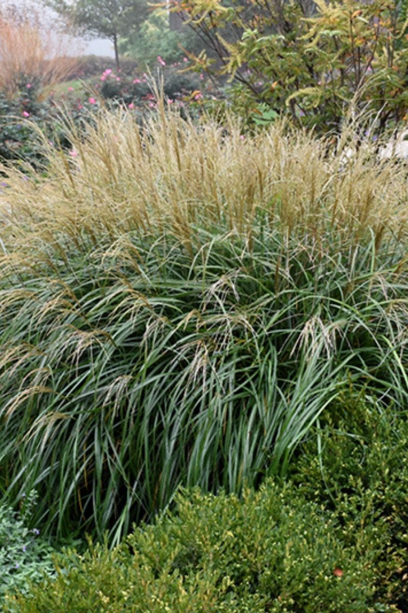 Grass, Maiden Adagio