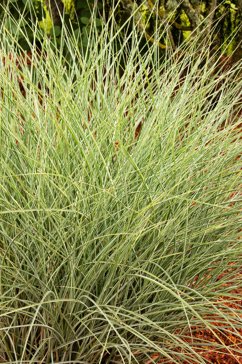 Grass, Maiden- Morning Light 1G