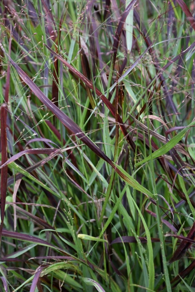 Grass, Switch Cheyenne Sky