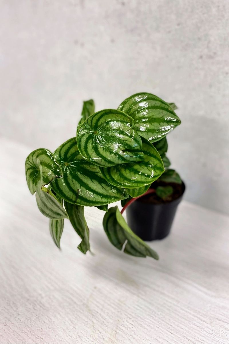 Peperomia, Watermelon 4"