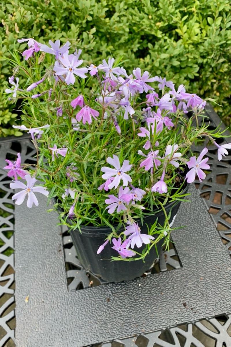 Phlox, Moss- Emerald Blue