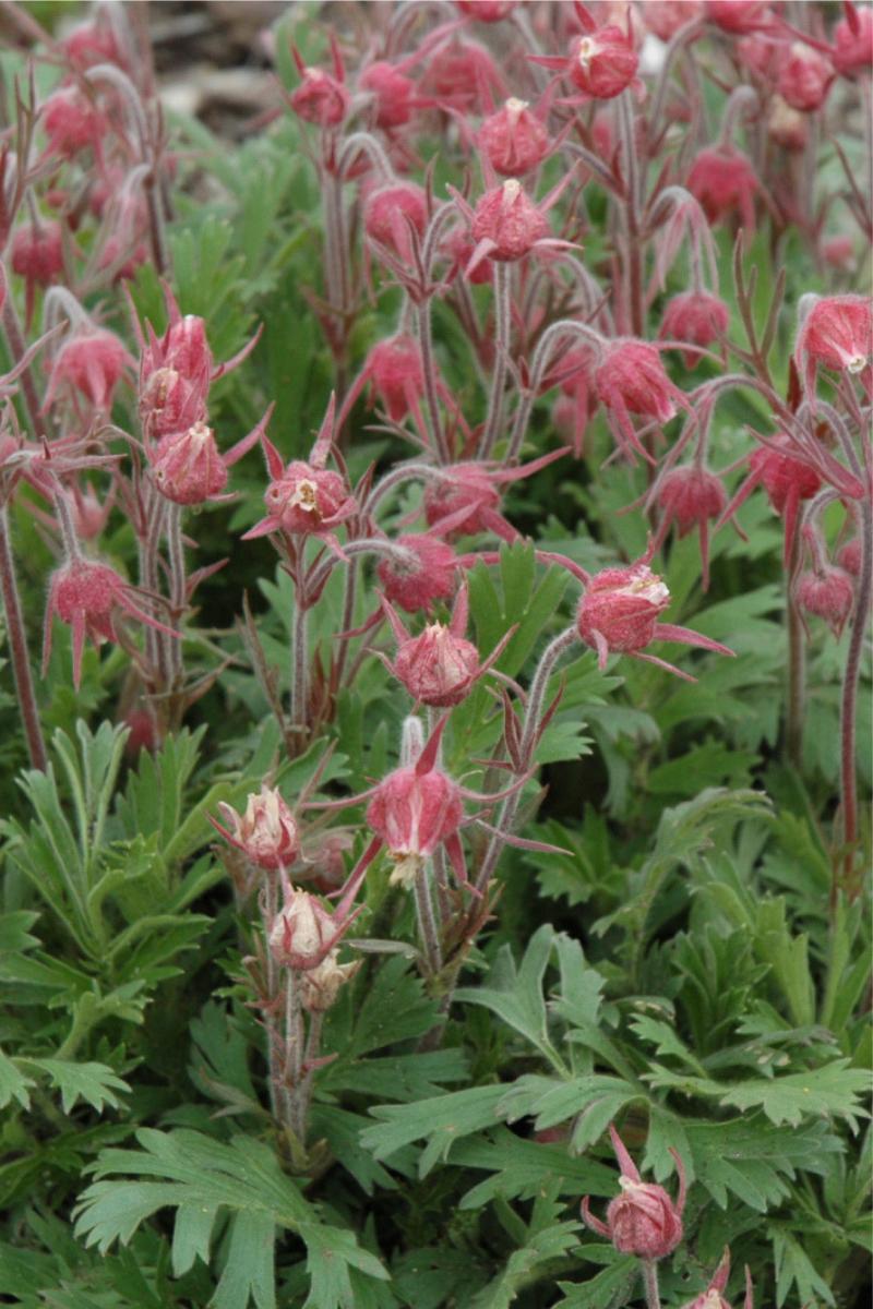 Geum, Prairie Smoke