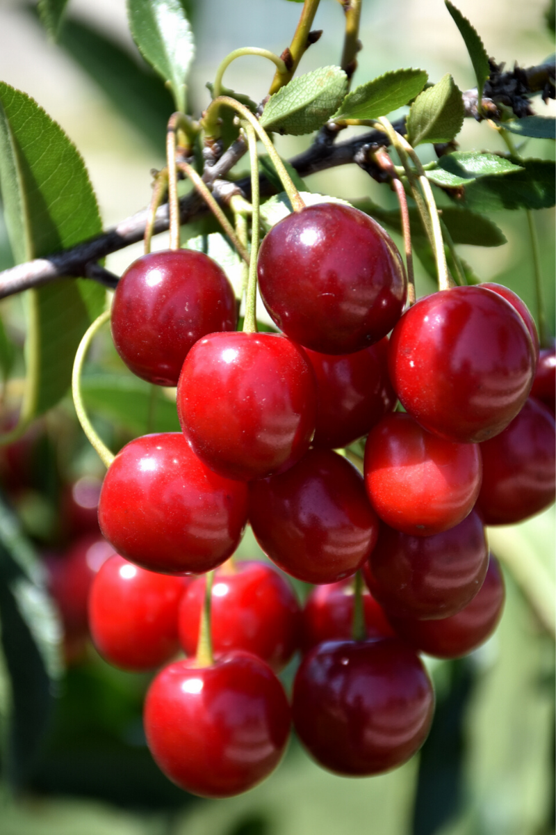 Fruit, Cherry Sweet Cherry Pie