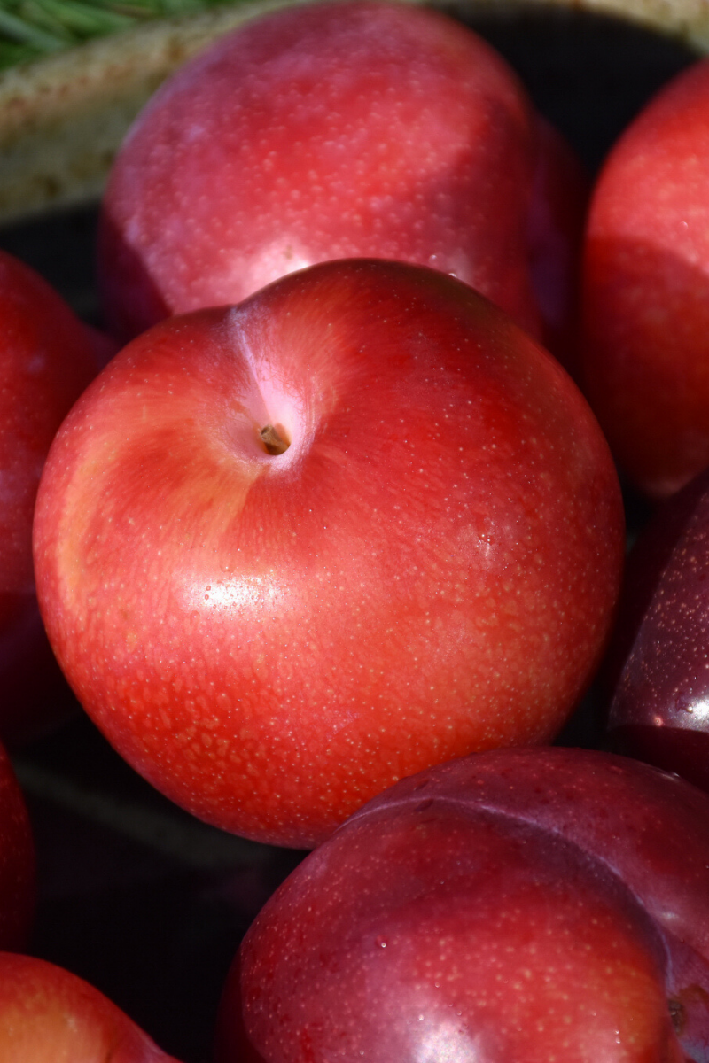 Fruit, Plum Santa Rosa