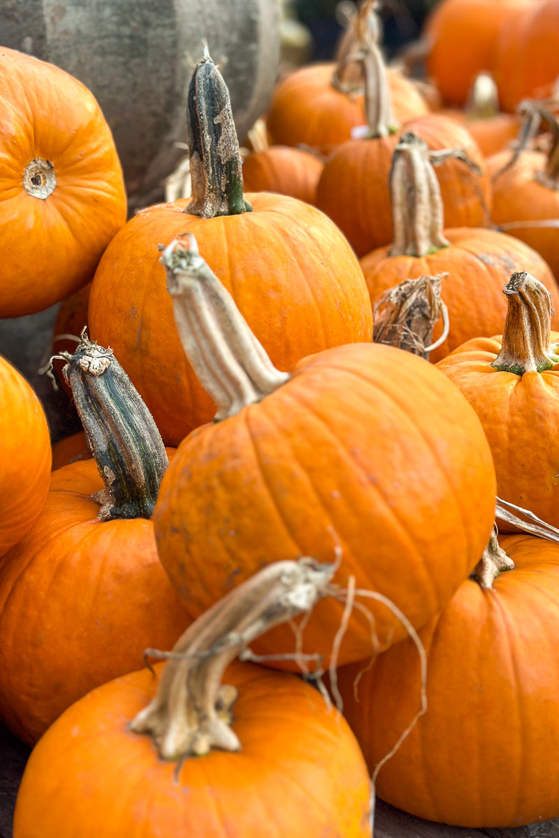 Pumpkin, Pie